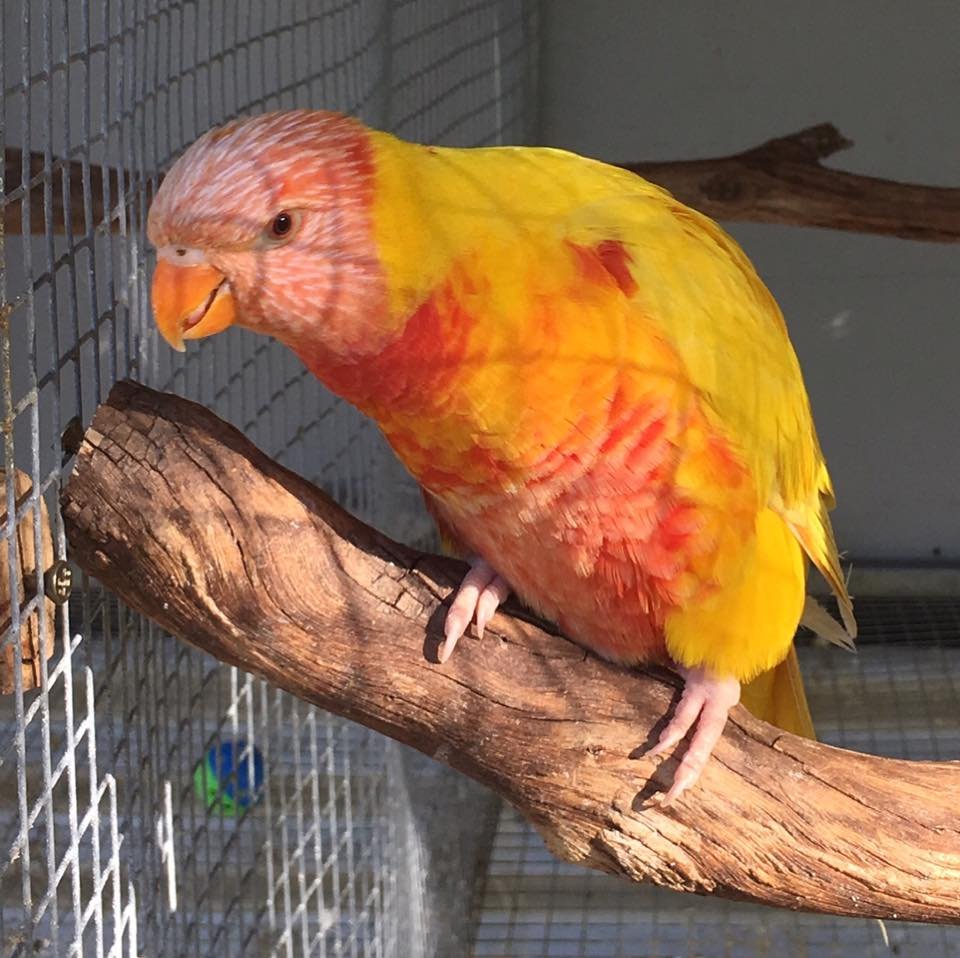 Lutino Rainbow Lorikeets For-Sale